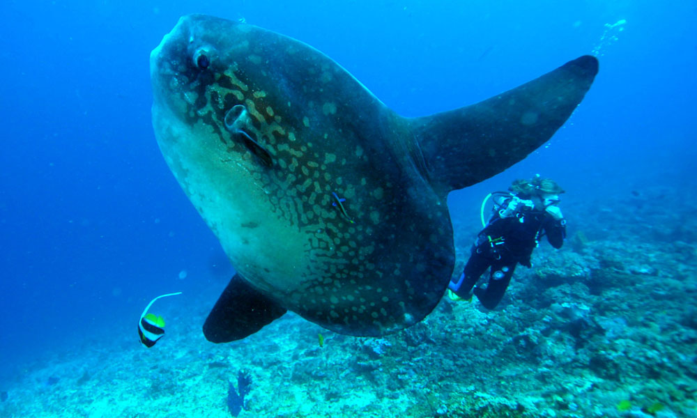 Nusa Lembongan and Nusa Penida